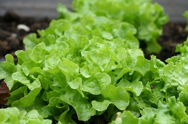 Disease-Resistant Plant salad fine gardening fine-gardening