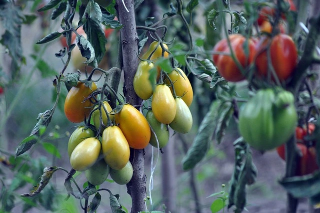 Disease-Resistant Plant tomatoes2 fine gardening fine-gardening