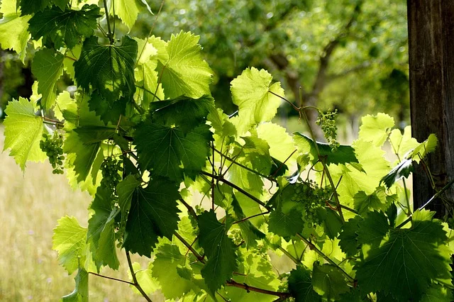 Incorporate Vertical Gardening grapes fine-gardening fine gardening