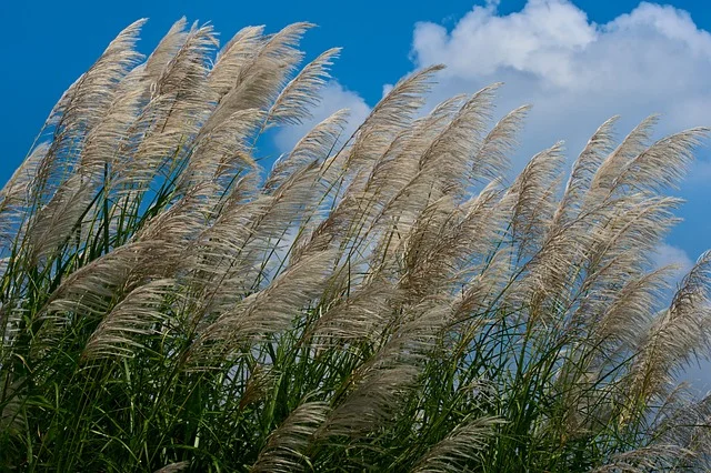 Ornamental grasses like Miscanthus and Panicum giant reed fine-gardening fine gardening