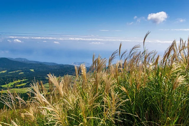 Ornamental grasses like Miscanthus and Panicum it fine-gardening fine gardening