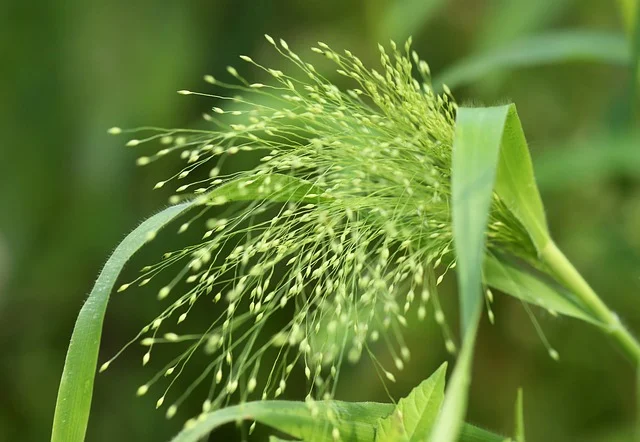 Plants Ornamental grasses like Miscanthus and Panicum millet fine-gardening fine gardening