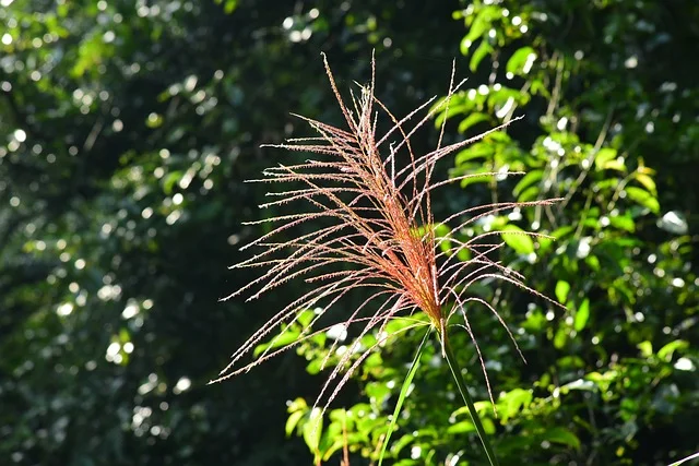 Ornamental grasses like Miscanthus and Panicum miscanthus fine-gardening fine gardening