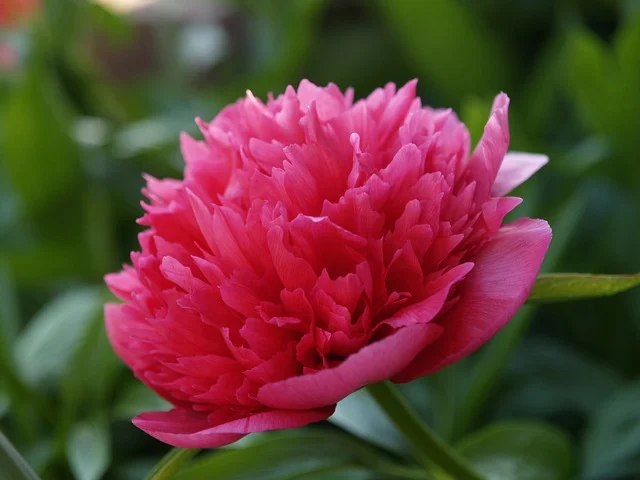 Peony Paeonia spp paeonia-officinalis fine-gardening fine gardening