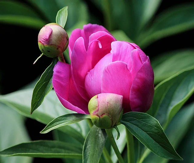 Peony Paeonia spp peony bud fine-gardening fine gardening