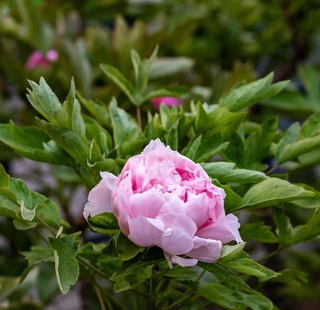 Peony Paeonia spp peony fine-gardening fine gardening