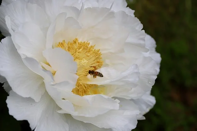 Peony Paeonia spp peony fine-gardening fine gardening(2)