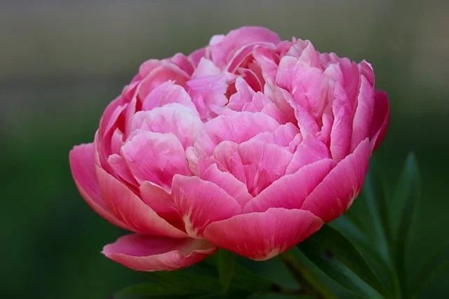 Peony Paeonia spp peony fine-gardening fine gardening(3)