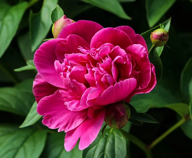 Peony Paeonia spp pink peony fine-gardening fine gardening