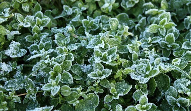 Protecting Your Garden Against Frost frost fine-gardening fine gardening