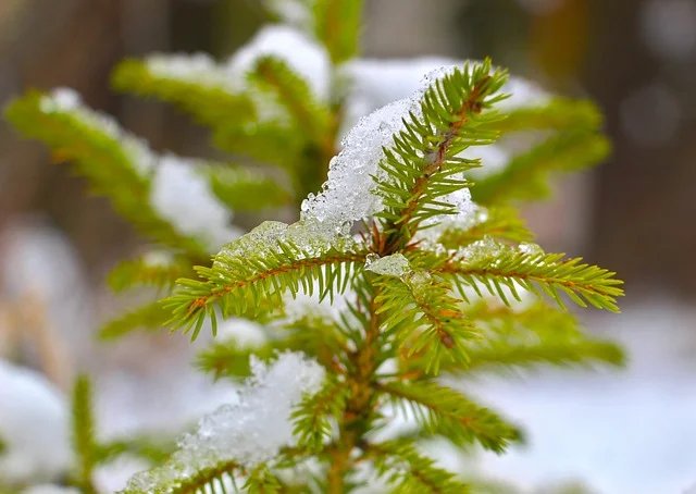 Protecting Your Garden Against Frost spruce fine-gardening fine gardening