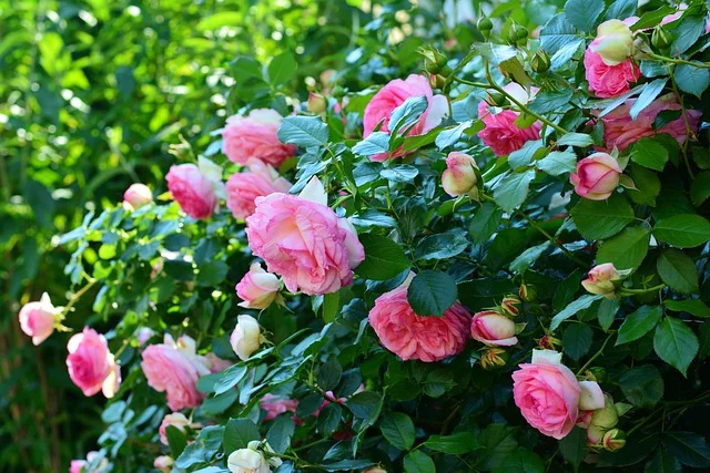 plants Roses Rose Rosa spp roses fine-gardening fine gardening