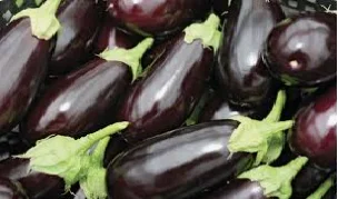 Showcase of Natural Eggplant in Fine Gardening