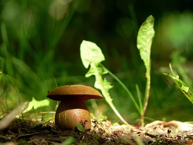 Sunlight mushroom fine-gardening fine gardening