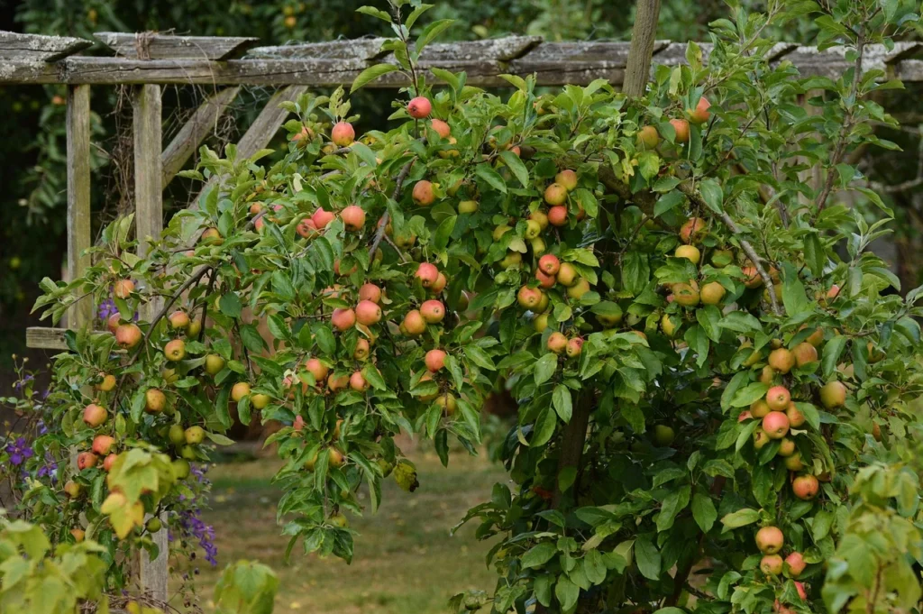 apple tree rotation fine-gardening fine gardening