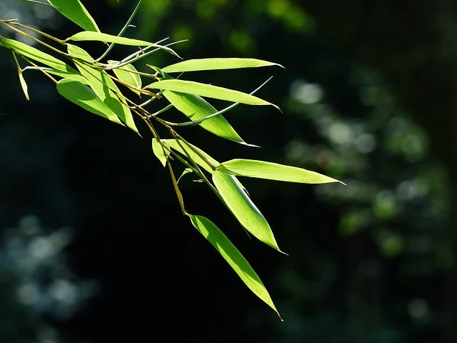 bamboo hardiness zone map fine-gardening fine gardening