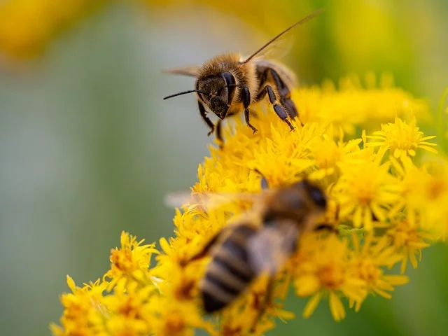 how to bee Pollinators fine-gardening fine gardening