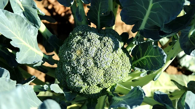 broccoli Protecting Your Garden Against Frost winter fine-gardening fine gardening