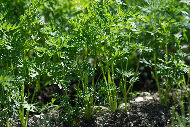 carrots Consider Companion Planting white-background fine-gardening fine gardening