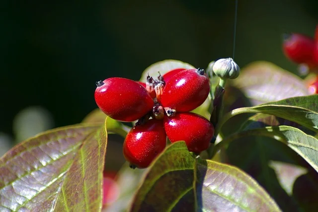 dogwood berries