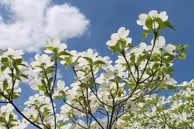 plants dogwood cornus fine-gardening fine gardening