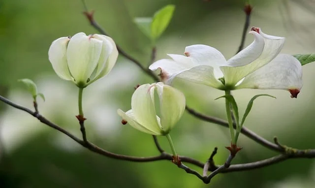 dogwood fine-gardening fine gardening