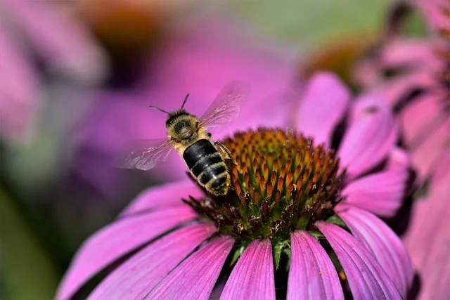 plants echinacea fine gardening fine-gardening