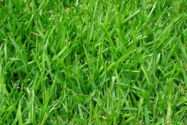 fescue fine-gardening-fine-gardening grass