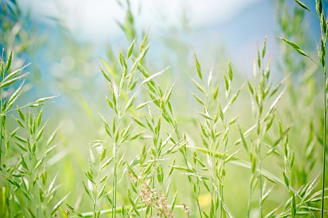 fescue fine-gardening-fine-gardening meadow fescue