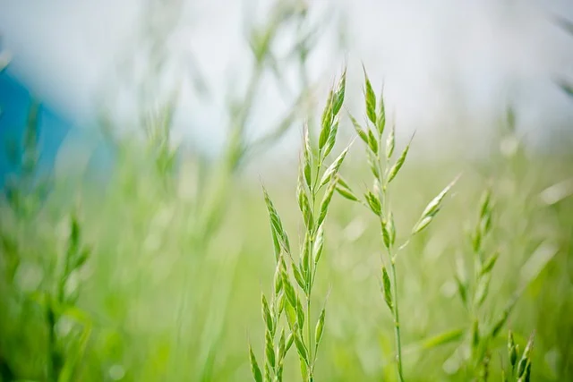 fescue-fine-gardening-fine-gardening meadow-fescue