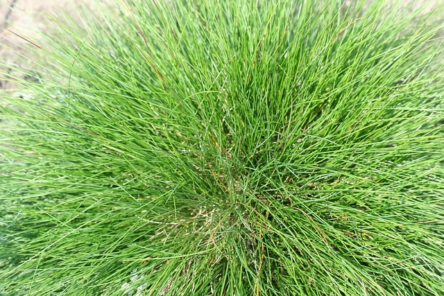 fescue-fine-gardening-fine-gardening