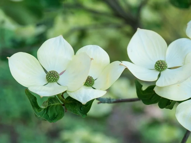 dogwood red-dogwood fine-gardening fine gardening