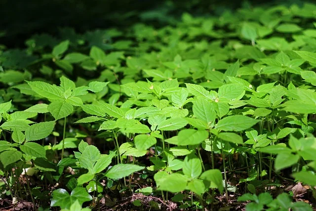 forest natural raised beds fine-gardening fine gardening