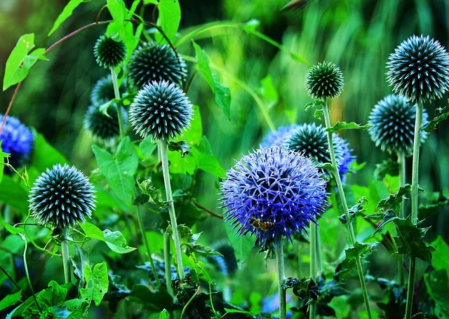 globe thistle Perennials fine-gardening-fine-gardening