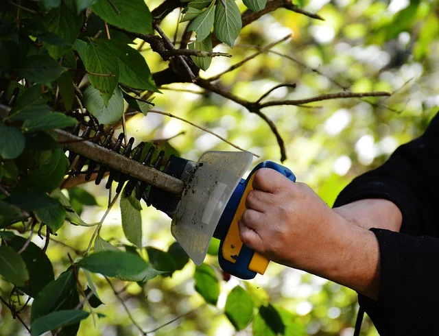 prune hedges bush fine-gardening fine gardening