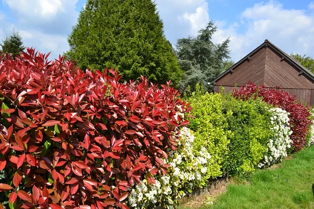 prune hedges sunbed fine-gardening fine gardening hedges 