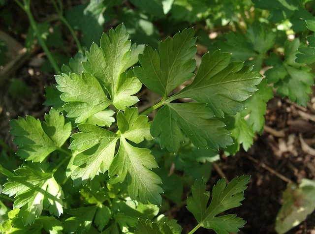 parsley Consider Companion Planting white-background fine-gardening fine gardening