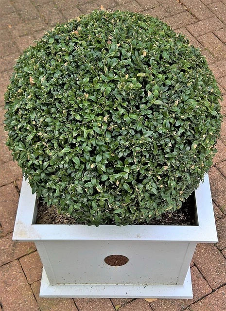 plants  plant-Boxwood-_Buxus-spp._-fine-gardening-fine-gardening