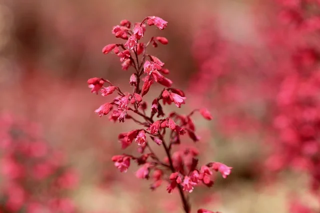 Coral Bells purple bells blood (Heuchera spp.) gardening3