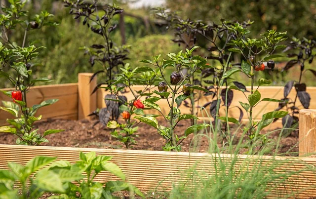 raised-bed raised beds fine-gardening fine gardening