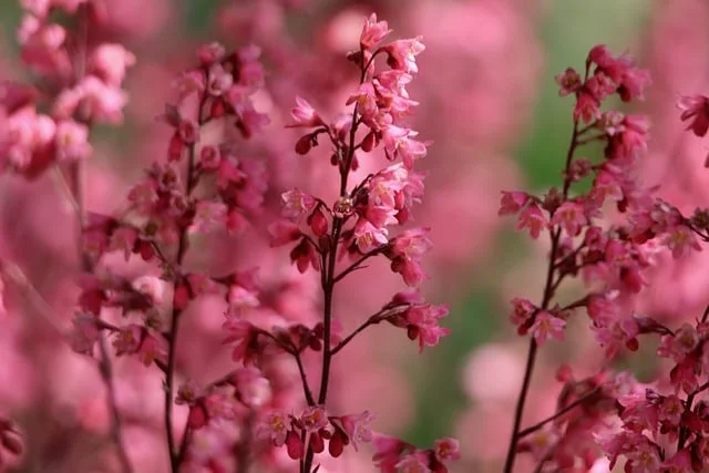 Coral Bells roses bells flowering purple bells  (Heuchera spp.) gardening