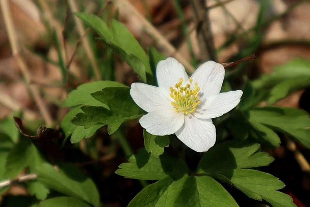 plants salvia anemone-nemorosa fine-gardening fine gardening