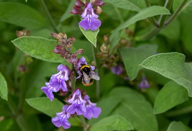 salvia nemorosa bumblebee fine-gardening fine gardening