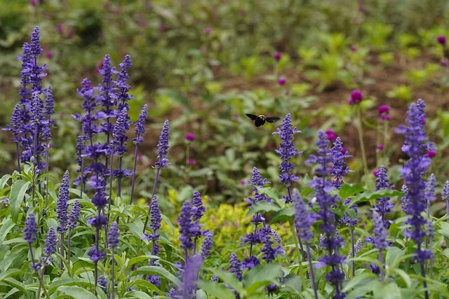 salvia nemorosa fine-gardening fine gardening