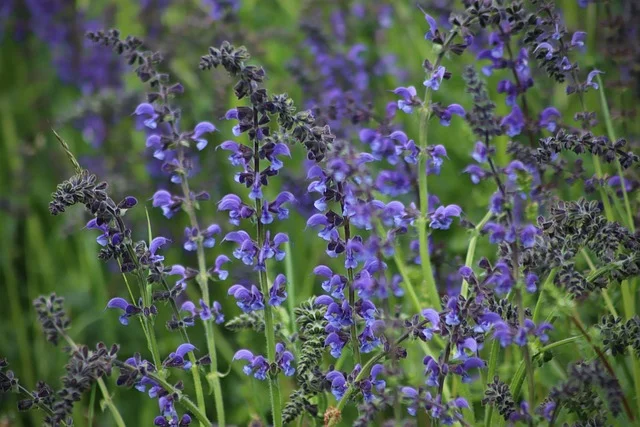 salvia nemorosa sage fine-gardening fine gardening