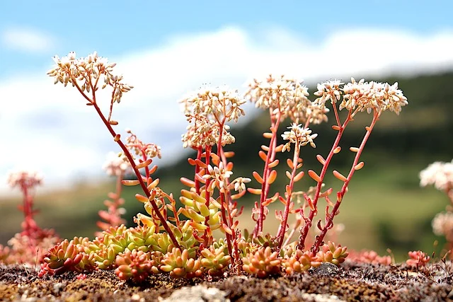 sedum fine-gardening fine gardening 