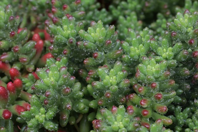 sedum-red fine-gardening fine gardening