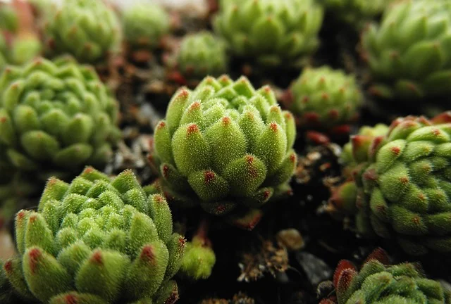 sempervivum Perennials fine-gardening-fine-gardening