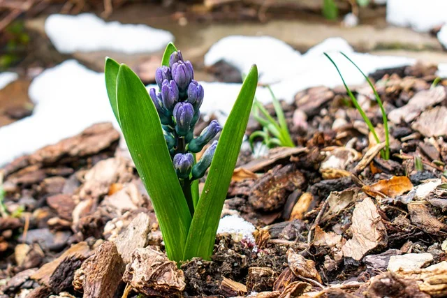 Recycling spring use mulch fine-gardening fine gardening