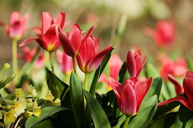 tulips fine-gardening fine gardening